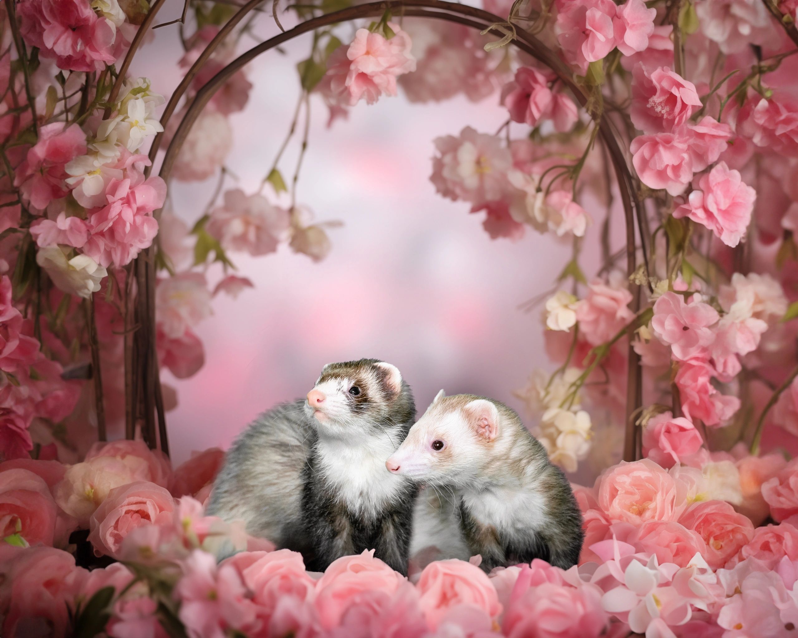 Ferret Dreams Rescue and Adoption